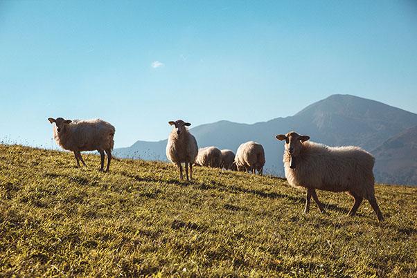 Un cadre bucolique au pied des montagnes basques